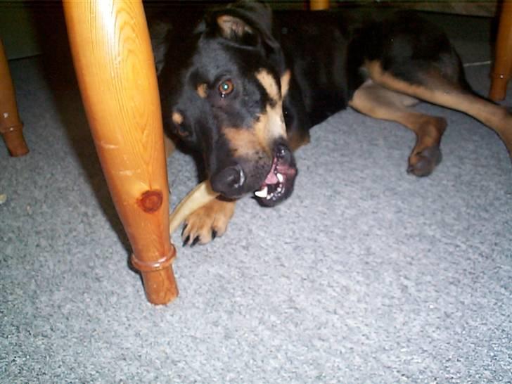 Blanding af racer Zenta - Altid godt med et kødben. billede 8