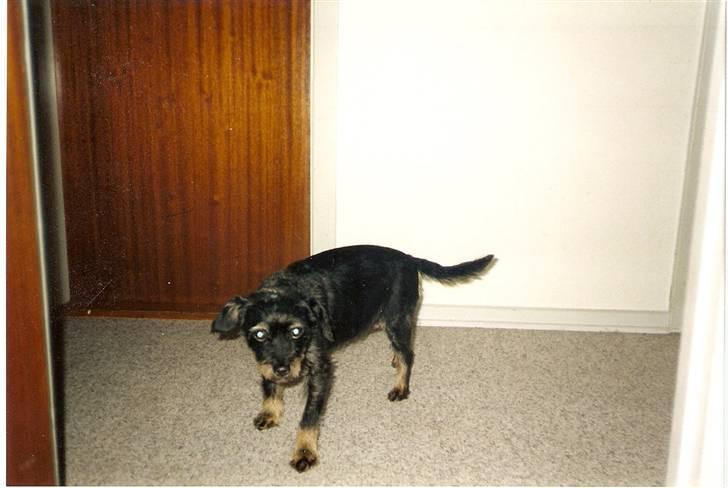 Blanding af racer sussie er Død billede 1