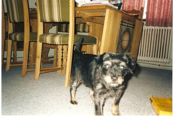 Blanding af racer sussie er Død billede 2