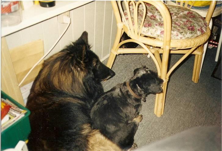 Blanding af racer sussie er Død billede 4