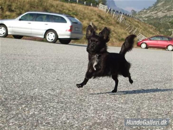 Chihuahua Meilow - Look at me!!!  Im Jumpy :O) billede 1