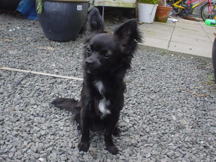 Chihuahua Meilow billede 2