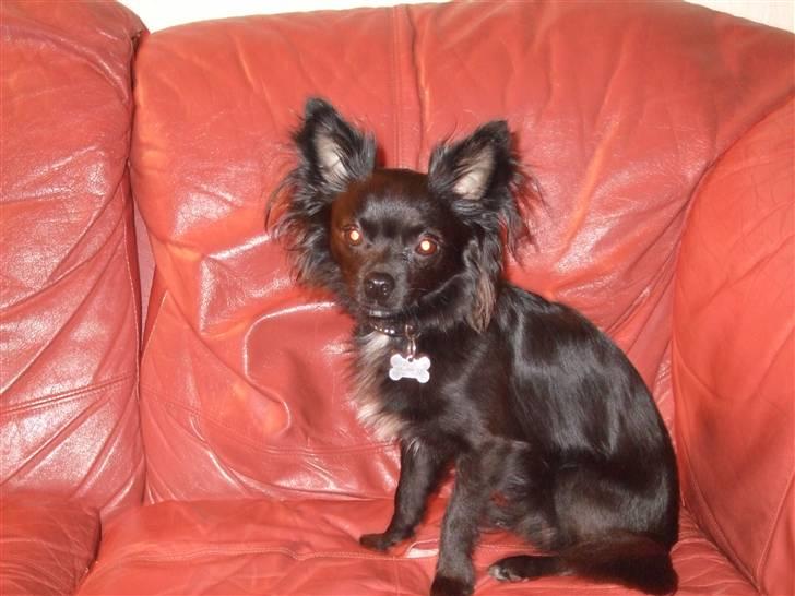 Chihuahua Meilow - Mit flotte, lidt stolte baby:) billede 3