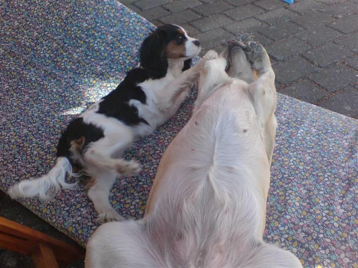 Cavalier king charles spaniel Mingus - Det er så hyggeligt at være sammen med Freja, selvom hun er lidt stor... billede 7