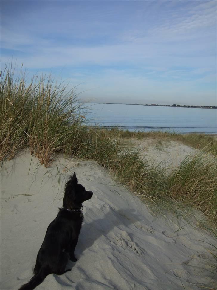 Chihuahua Meilow billede 4