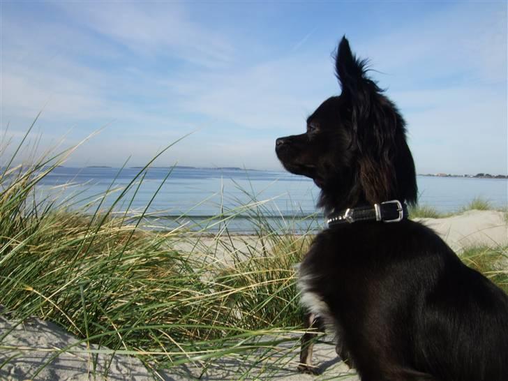 Chihuahua Meilow billede 5