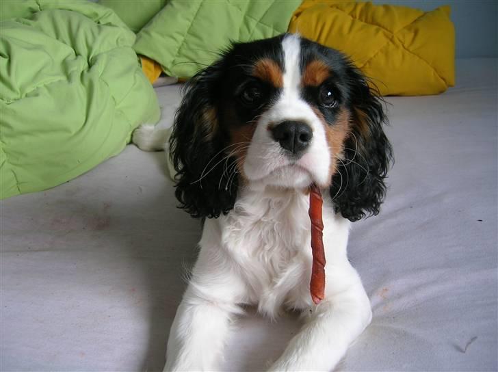 Cavalier king charles spaniel Mingus - Helt ærligt, har jeg noget siddende i tænderne? billede 8