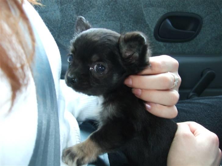 Chihuahua Timmy - Er jeg ikke sød??? billede 1