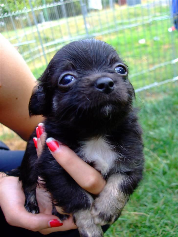 Chihuahua Timmy - Jeg, bare 6 uger billede 2