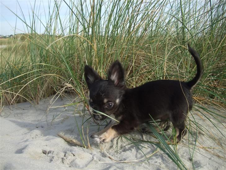 Chihuahua Timmy billede 3