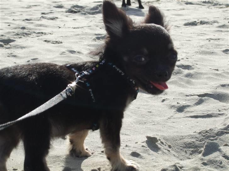 Chihuahua Timmy - ulakk billede 4