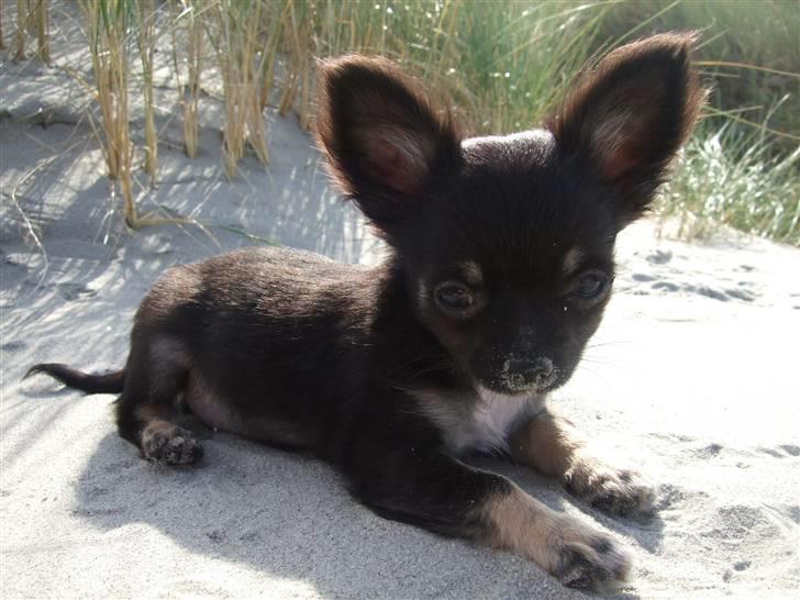 Chihuahua Timmy billede 5