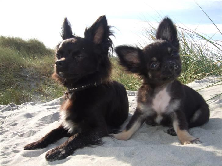 Chihuahua Timmy - Her sitter jeg og min bror. billede 6