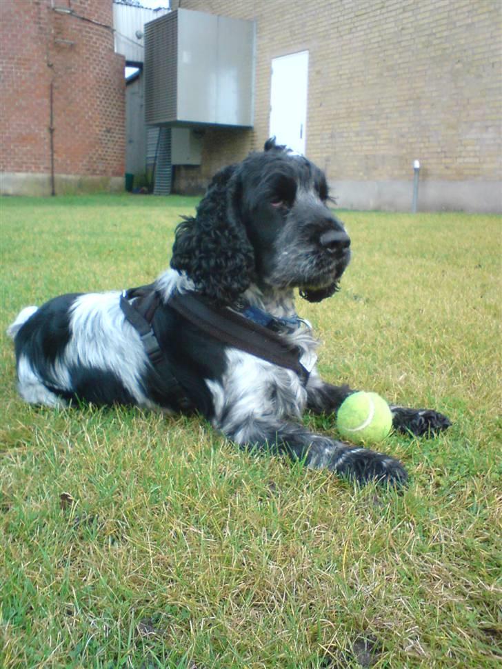 Cocker spaniel pluto - hejsa og velkommen til pluto.s profil smid  gerne en bedømmelse og stemme ind hvis i ville eller måske en udfording?:) vuf vuf  billede 1