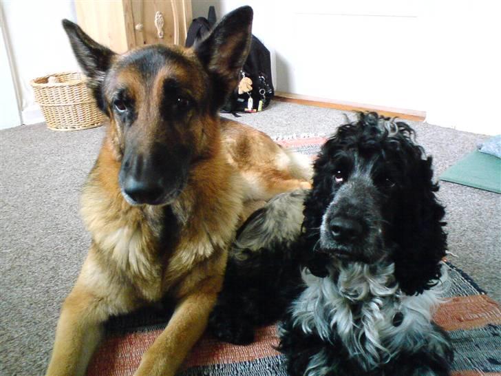 Cocker spaniel pluto - pluto og Quido billede 2