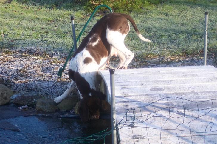 Gammel dansk hønsehund Bambi <33 - Kold dag ! billede 7