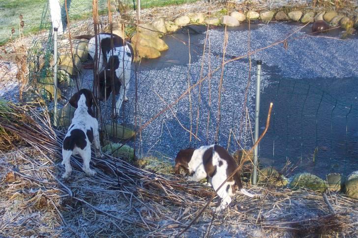 Gammel dansk hønsehund Bambi <33 - Bambi og 2 af hendes hvalpe fra år 2004!! billede 8