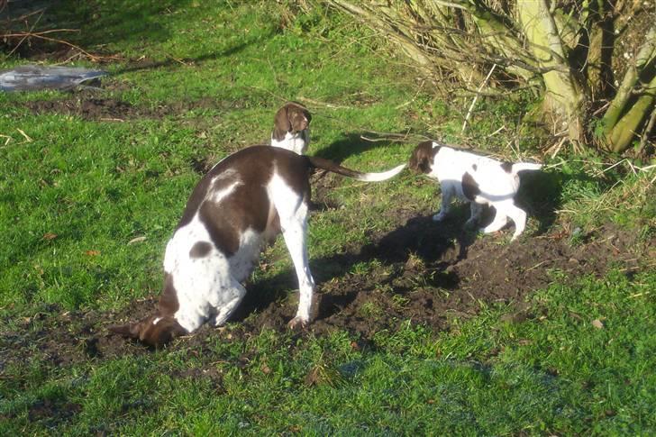 Gammel dansk hønsehund Bambi <33 - BAMBI!! billede 9