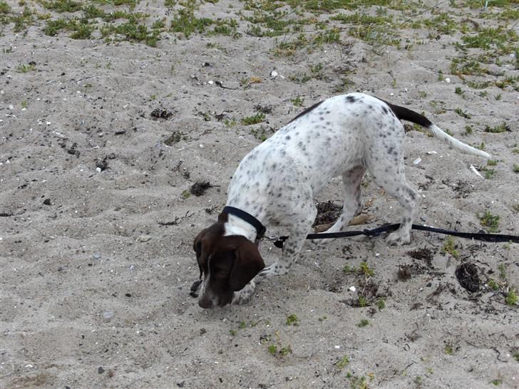Gammel dansk hønsehund Stampe <33!!  - En meget ung Stampe billede 9