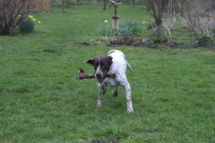 Gammel dansk hønsehund Stampe <33!!  - Nåårh!!! billede 10