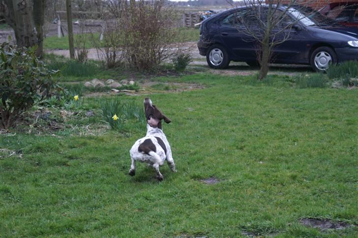 Gammel dansk hønsehund Stampe <33!!  - Er hun ikke dejlig?? billede 11