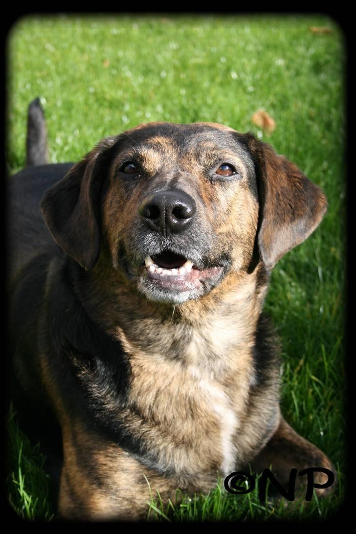 Blanding af racer Nala [Mor & Far's] billede 2