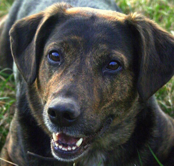 Blanding af racer Nala [Mor & Far's] billede 3