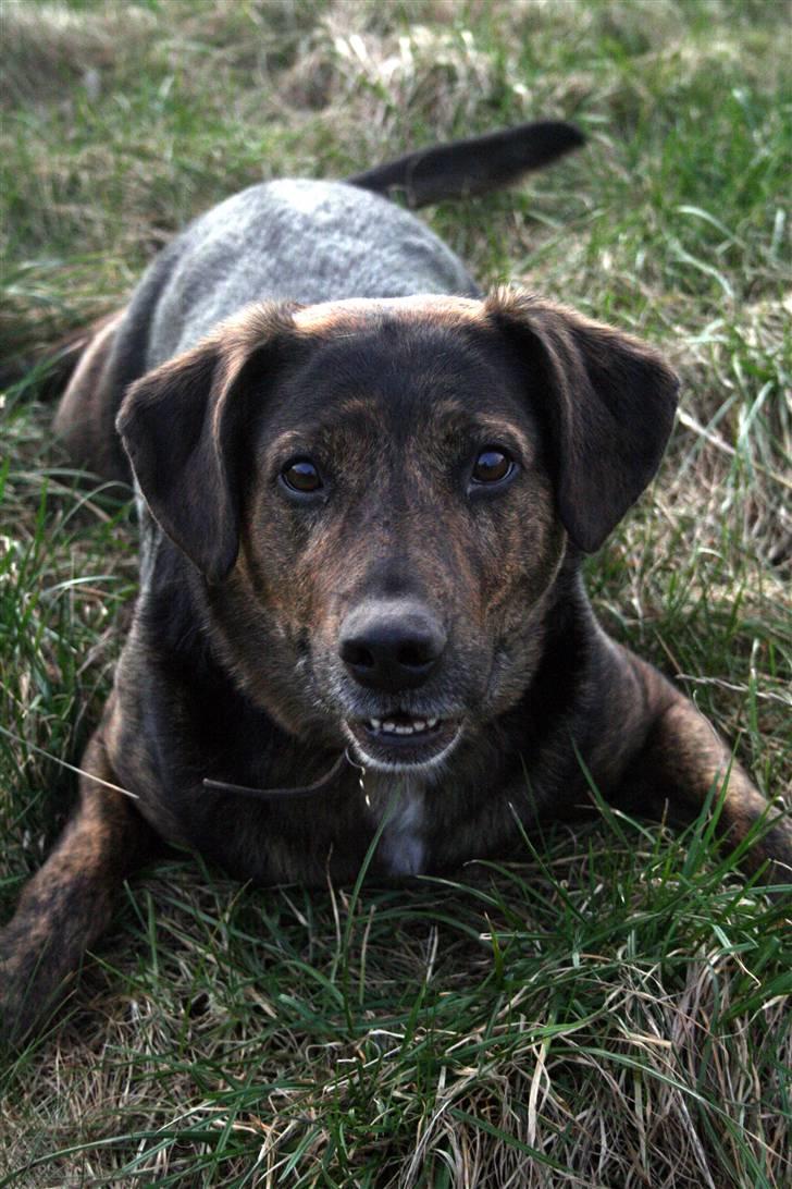 Blanding af racer Nala [Mor & Far's] billede 4