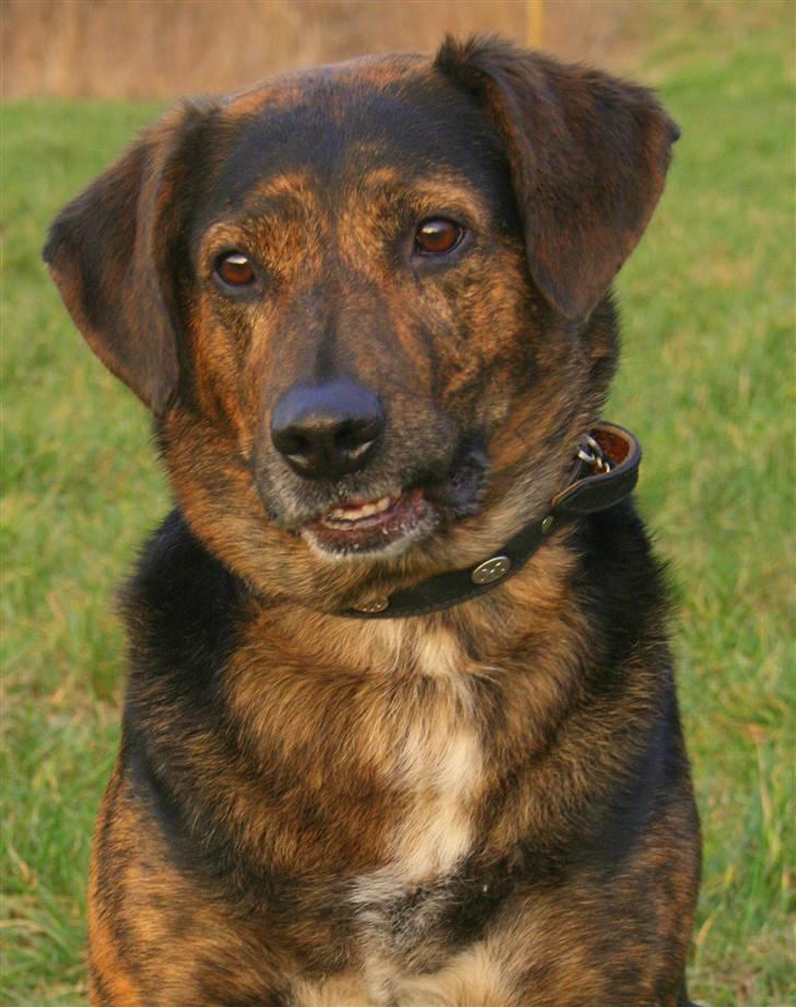 Blanding af racer Nala [Mor & Far's] billede 5