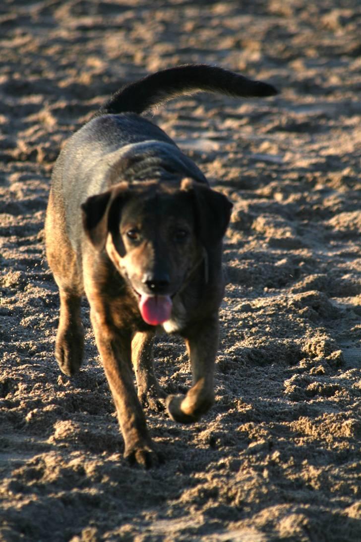 Blanding af racer Nala [Mor & Far's] billede 6