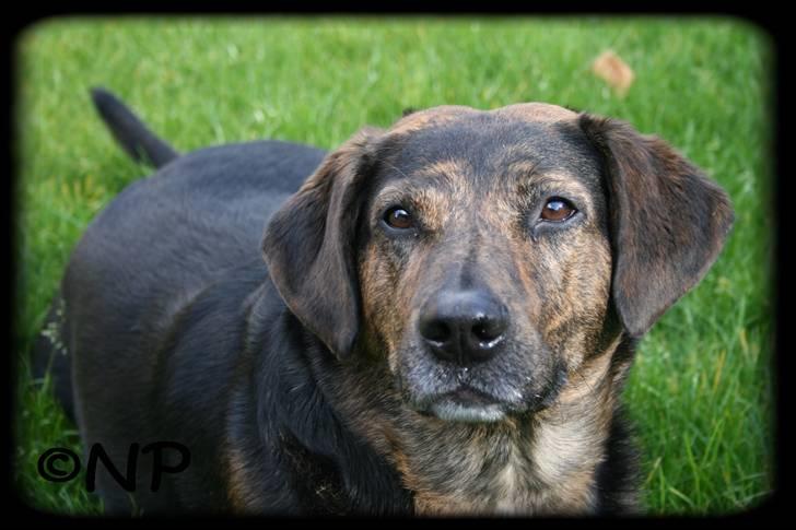 Blanding af racer Nala [Mor & Far's] billede 7