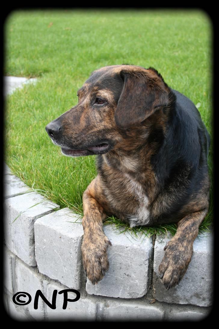 Blanding af racer Nala [Mor & Far's] billede 8