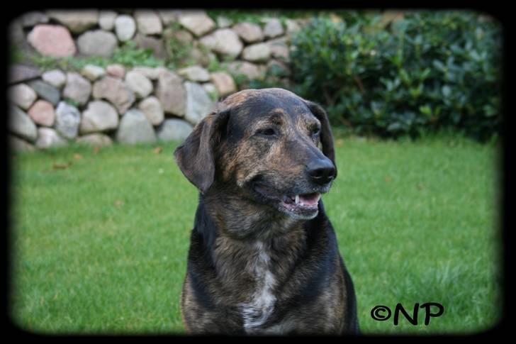 Blanding af racer Nala [Mor & Far's] billede 9