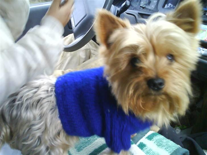 Yorkshire terrier Aladin - Har lige fået min oldemor til at strikke en dejlig varm bluse til mig, dejligt at have på når det er vinter.. billede 9