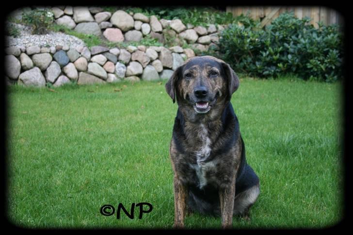 Blanding af racer Nala [Mor & Far's] billede 10