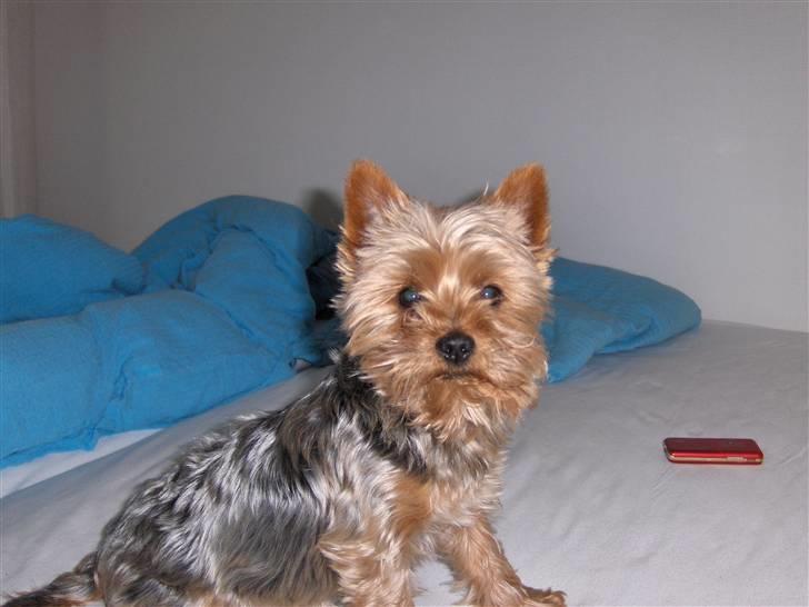 Yorkshire terrier Aladin - godmorgen, så står vi op.. billede 10