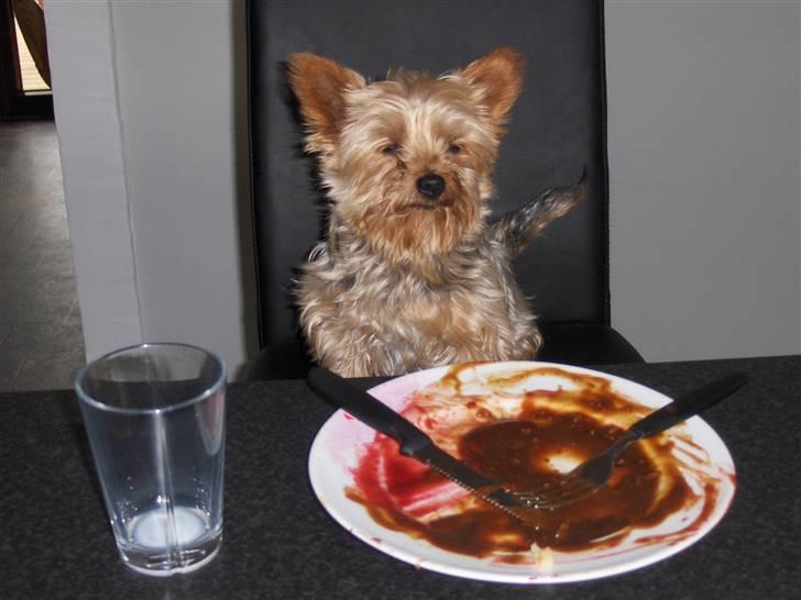 Yorkshire terrier Aladin - Tak for mad mor. billede 11