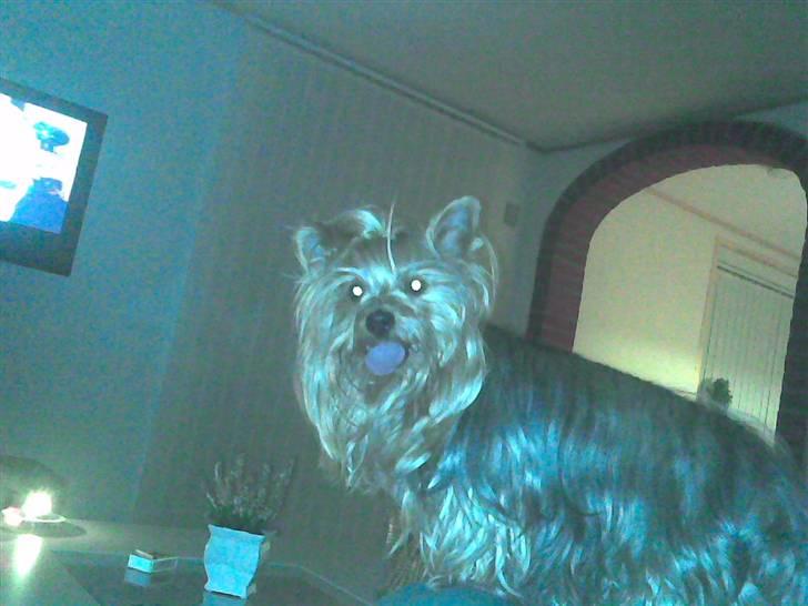 Yorkshire terrier Aladin - Sådan så jeg ud som langhåret... er nu dejlig og være kort håret. :-) billede 12