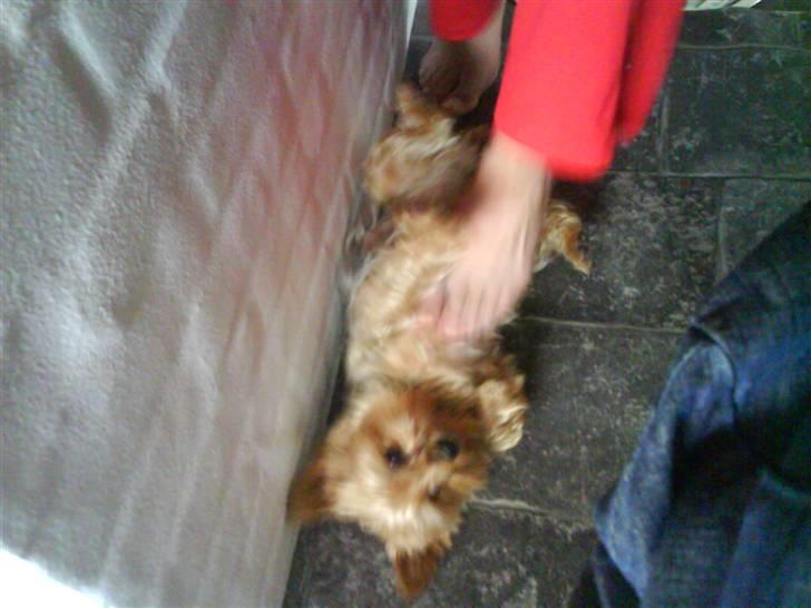 Yorkshire terrier Aladin - Elsker og blive kløet på Maven, mens Mor og Far sider og spiser mad ved køkken bordet:-) billede 13