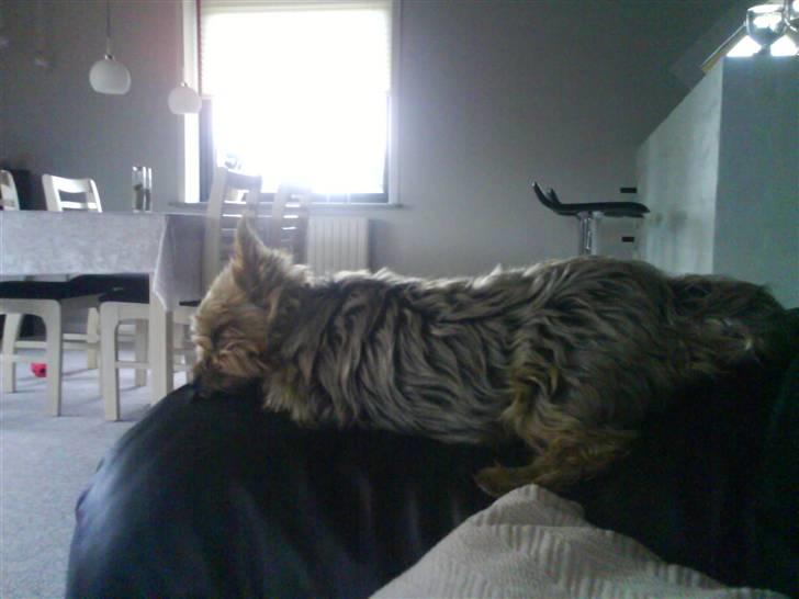 Yorkshire terrier Aladin - tar lige en time på øjet, her på sofa arm lænet.. :-) billede 14
