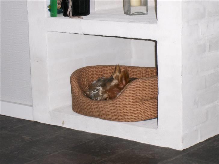 Yorkshire terrier Aladin - Får lige en lille middagslur. billede 15