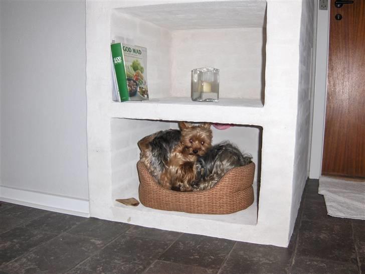 Yorkshire terrier Aladin - Har besøg af min allerbedste ven Carlo. har leget med ham siden jeg var lille.. billede 16