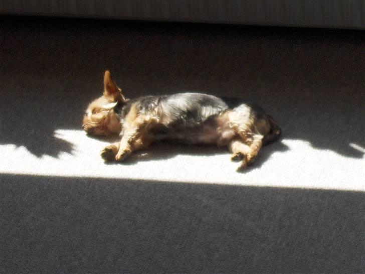 Yorkshire terrier Aladin - Solstråle. billede 17