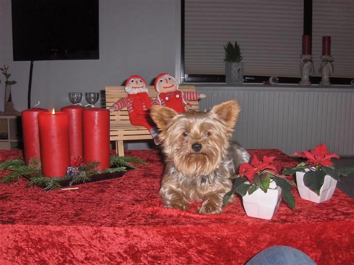 Yorkshire terrier Aladin billede 18