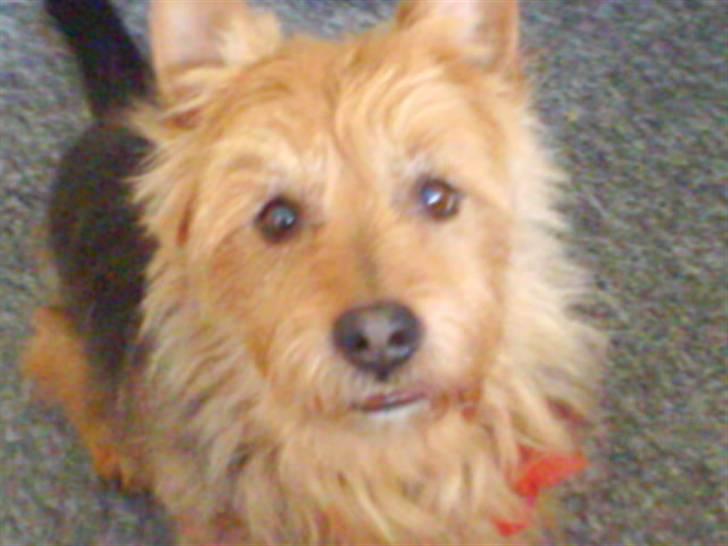 Australsk terrier Tholi Wictor (rasmus)  - Stolt som han nu var da han lige var kommet hjem fra sin frisør, derfor ses sløjfen. (selvom han ikke var blevet plukket ret godt denne gang) billede 1