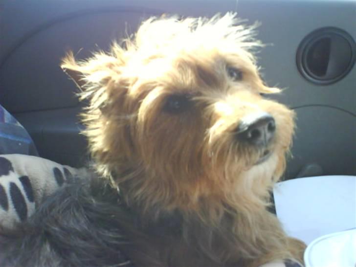 Australsk terrier Tholi Wictor (rasmus)  - På vej hjem fra Ærø, i Bil. billede 2