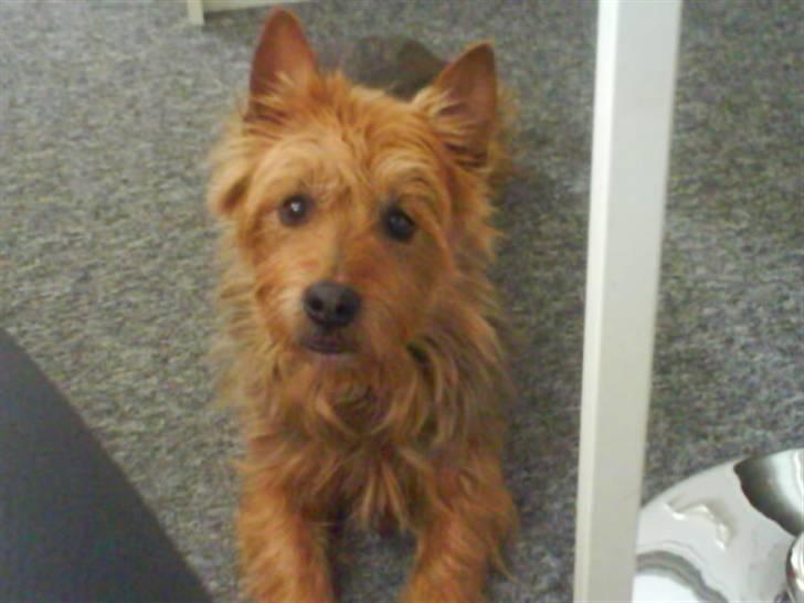 Australsk terrier Tholi Wictor (rasmus)  billede 3