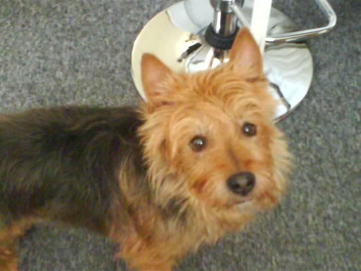 Australsk terrier Tholi Wictor (rasmus)  billede 4