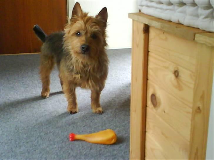 Australsk terrier Tholi Wictor (rasmus)  - Han har vel stadig noget af sit jagt instinkt.? Før vi fik ham havde han taget to hønsegårde sammen med en anden hund som de også havde, han hed Pjevs. billede 5
