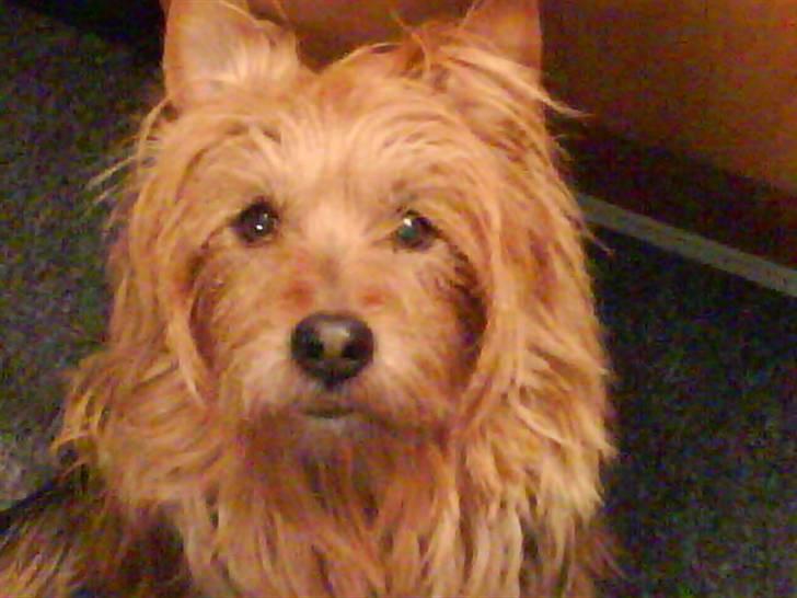 Australsk terrier Tholi Wictor (rasmus)  - En langhåret version ^^ billede 6